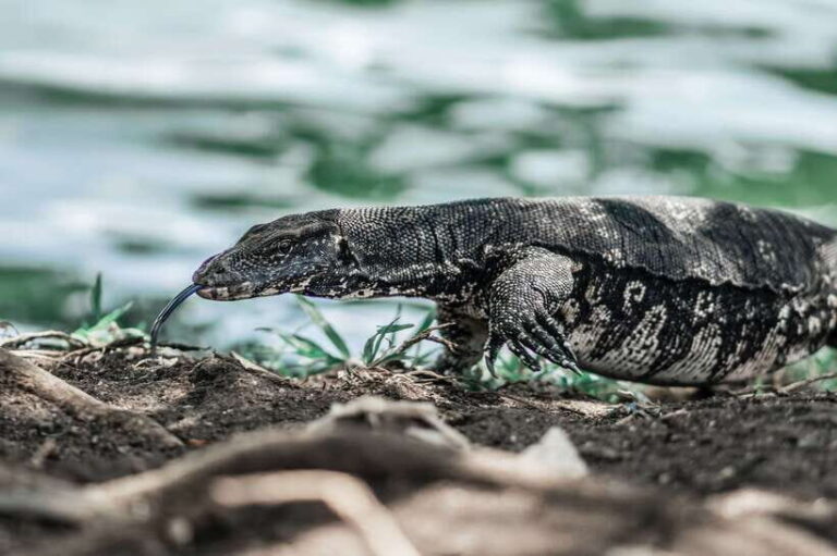 Sri Lanka 2-Day National Parks Trip, Hotel, Transport, Guide - Real Traveler Insights and Considerations