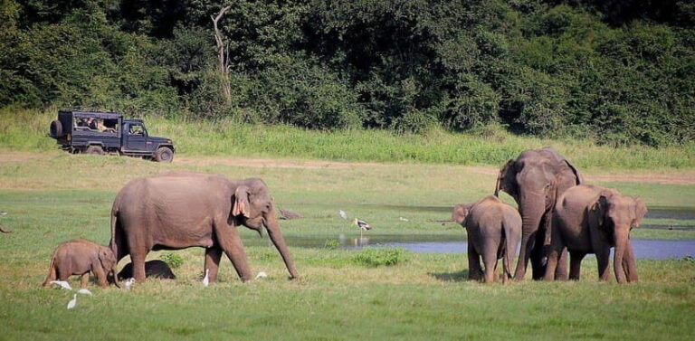 Sri Lanka 4-Day Tour Cultural Triangle, Rafting and Safari - Cultural and Religious Highlights in Kandy