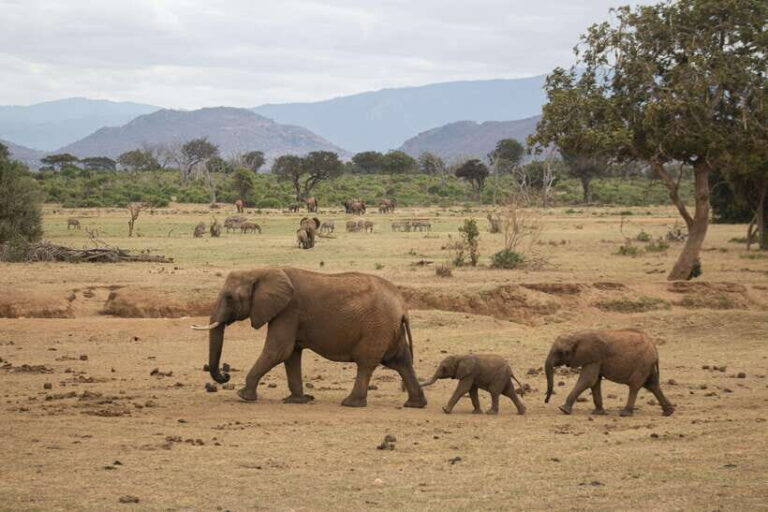 Sri Lanka 6-Day Tour Beach Stay, Wildlife, History, Culture - Why This Tour Offers Good Value