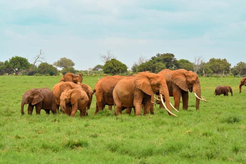 Sri Lanka Nature, culture, history and wildlife in 4 days - Day 2: Exploring Ancient Wonders — Sigiriya, Dambulla, and Wildlife Safari