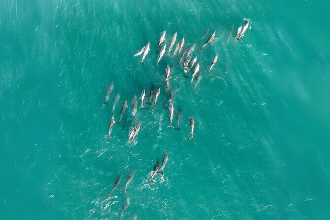 Stradbroke Island Eco Day Trip from Brisbane Wildlife & Beaches - Who Will Love This Tour?