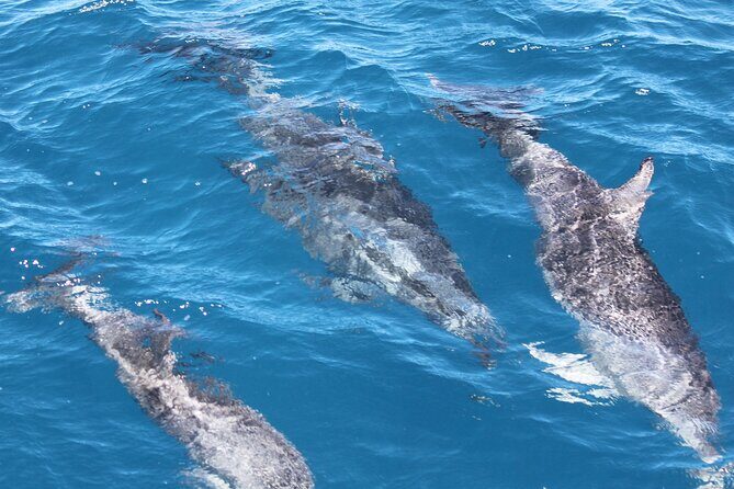SUMMER K'gari (Fraser Island) Boom-net & Sightseeing Cruise - Detailed Itinerary Breakdown