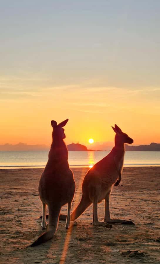 Sunrise with the Kangaroos & Wallabies - Airlie Beach - Authenticity and Value