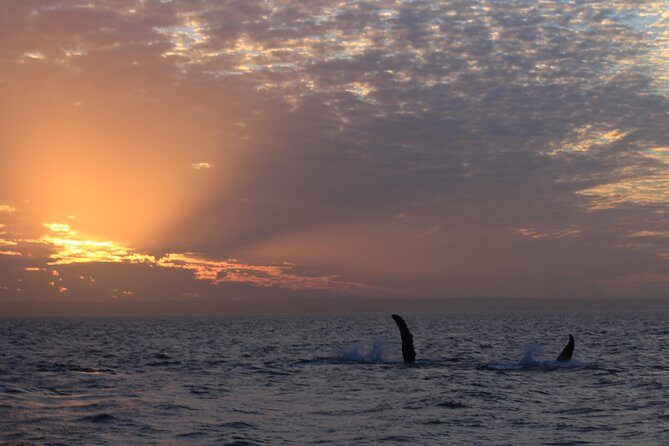 Sunset Cruise Wildlife Watching - The Experience in Detail: Breaking Down the Itinerary