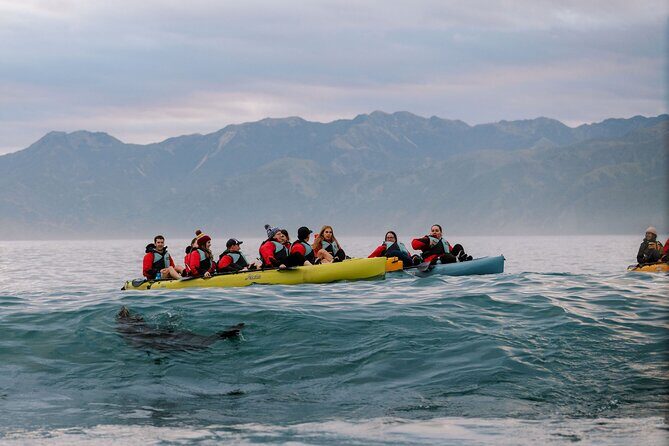 Sunset Kayak tour in Kaikoura - The Quality of the Equipment and Guides