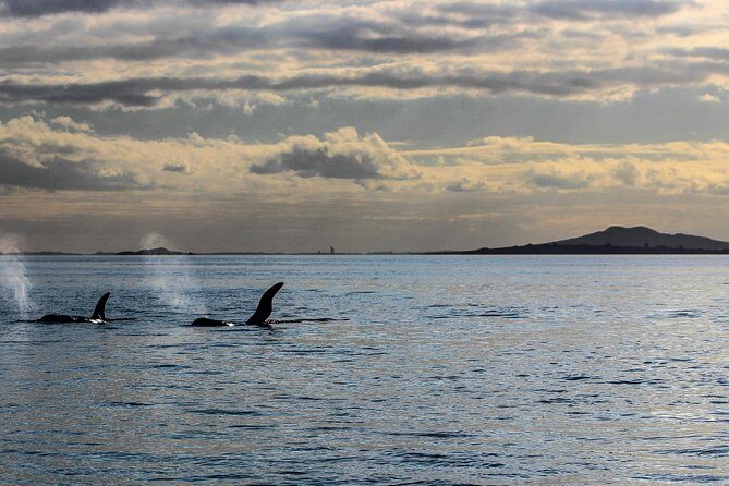 Sunset kayak tour to Rangitoto Island - Who is this tour best suited for?
