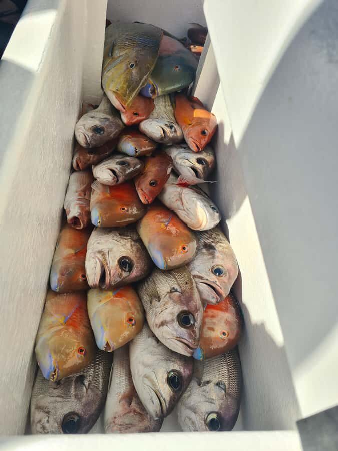 Sunshine Coast: Fishing Charters - The Itinerary: What You Can Expect