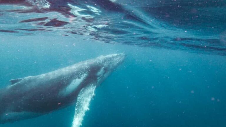 Sunshine Coast: Humpback Whale Cruise And Swim - Who Will Love This Tour?