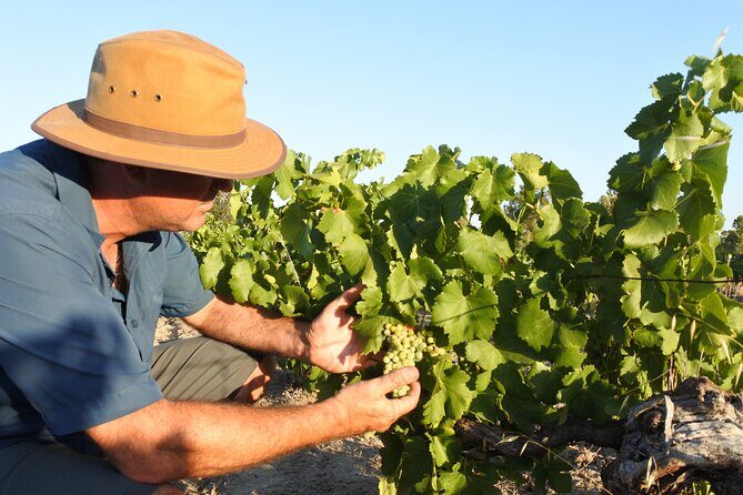 Swan Valley Wine Discovery: Private Tour from Perth - Journey into Swan Valley: A Region of Beauty and Bounty