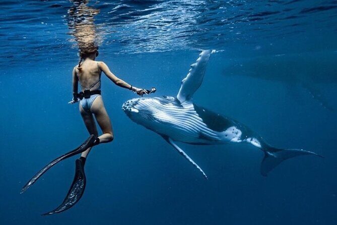 Swim in Moorea with Humpback Whales and More - Food, Drinks, and Comfort