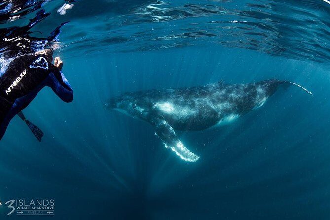 Swim with Humpback Whales - Ningaloo Reef - 3 Islands Whale Shark Dive - Who Should Consider This Tour?