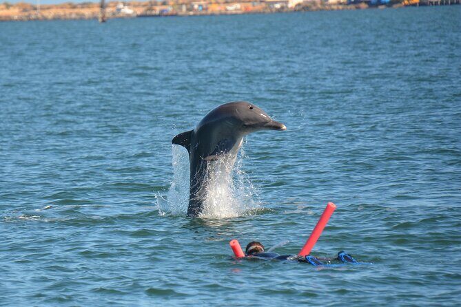 Swim With The Dolphins Experience in Bunbury Australia - The Practicalities: What to Expect