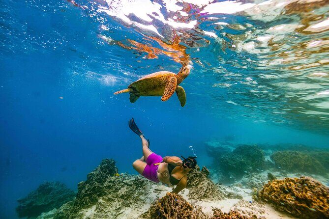 Swim With The Turtles Rarotonga - What Sets This Tour Apart