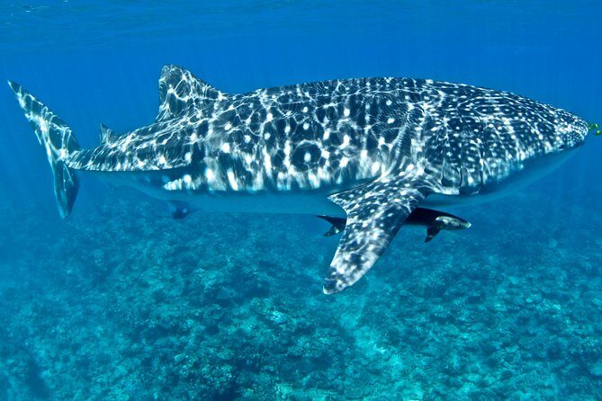 Swim with Whale Sharks in the Ningaloo Reef: 3 Island Shark Dive - Who Should Consider This Tour?