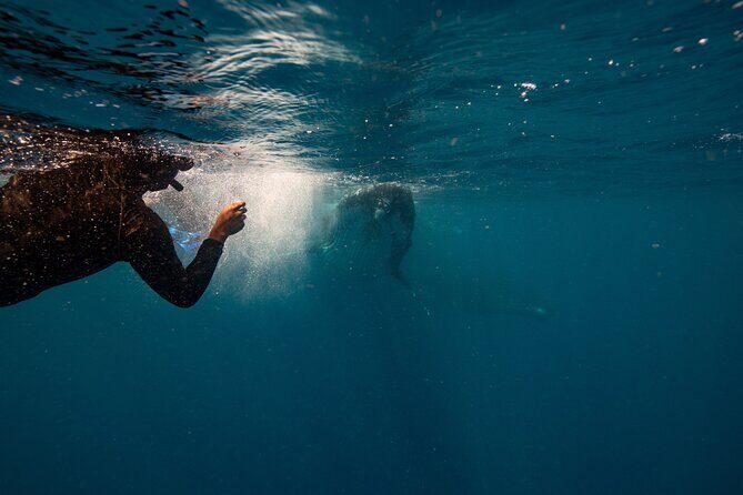 Swim with Whales Gold Coast - Who Should Consider This Tour?