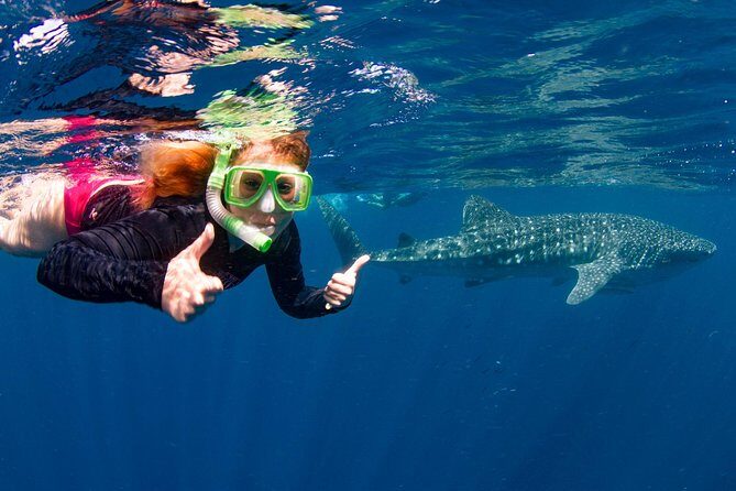 Swimming with the Whale Sharks - Ningaloo Reef (Exmouth) - Itinerary Breakdown: What to Expect