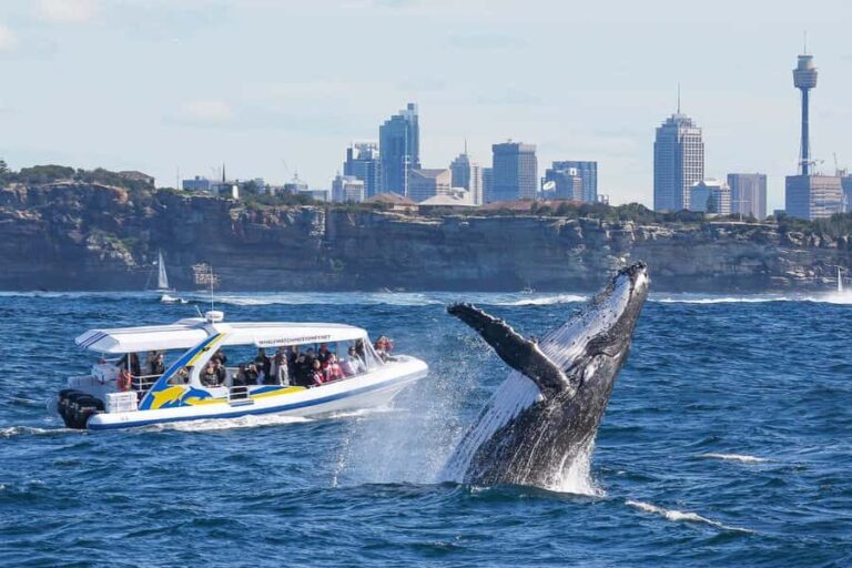 Sydney: 2.5 hour Adventure Whale Watching Cruise - Authentic Feedback from Travelers