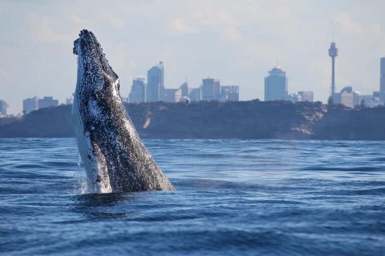 Sydney: 2.5-Hour Discovery Whale Watching Tour by Catamaran - Who This Tour Is Best For