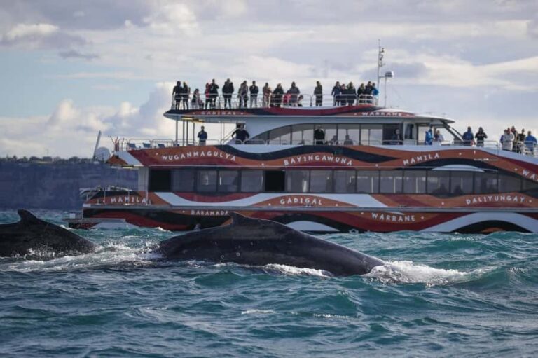 Sydney: 2-hour Express Whale Watching Cruise - What to Expect During the Cruise