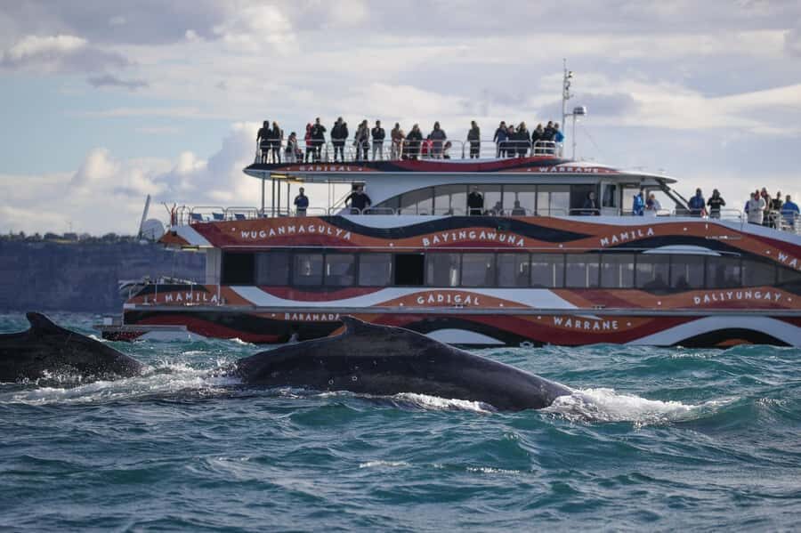 Sydney: 2-hour Express Whale Watching Cruise - What to Expect During the Cruise