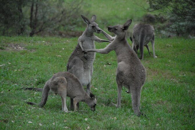 Sydney and Blue Mountains in One Day Private Tour - Value for Money