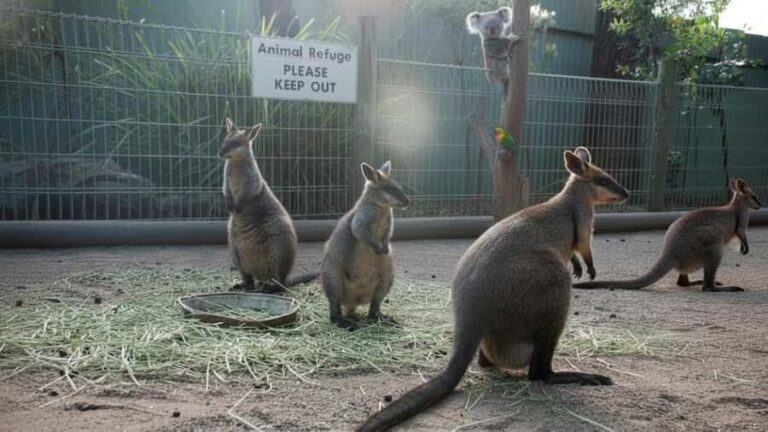 Sydney: Blue Mountains and F. Wildlife Park - Private Tour - An In-Depth Look at the Tour Experience