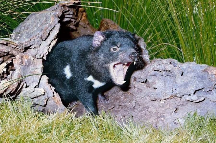 Sydney: Blue Mountains & Featherdale Wildlife Park Day Trip - The Value of a Private, Personalized Tour