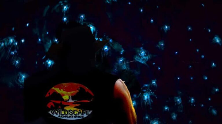 Sydney: Blue Mountains Glow Worms Wild Adventure by Night - What Makes the Glow Worms So Special?