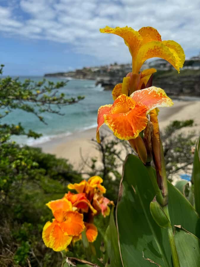 Sydney: Bondi Sunrise Yoga and Coastal Walking Tour - What to Expect in Detail