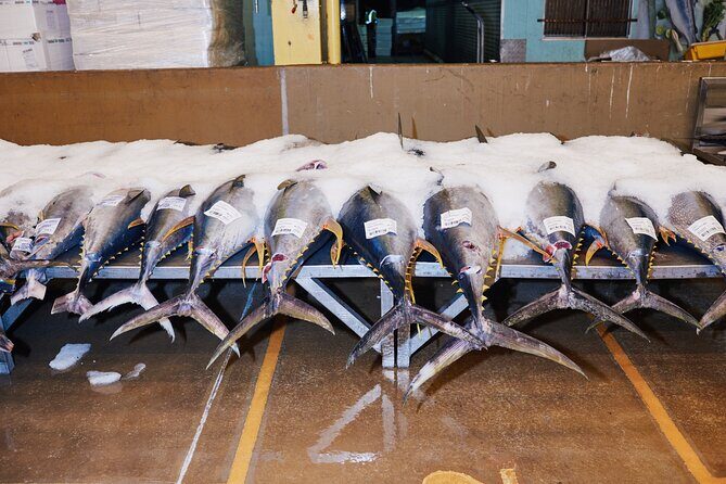 Sydney Fish Market Behind the Scenes Tour - What to Expect from the Tour