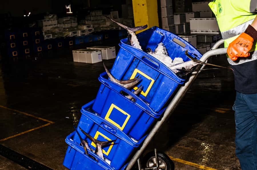 Sydney Fish Market Behind the Scenes Tour - Who Should Consider This Tour?