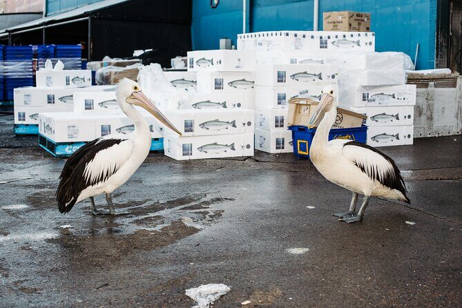 Sydney Fish Market Discovery Tour - A Detailed Look at the Sydney Fish Market Discovery Tour