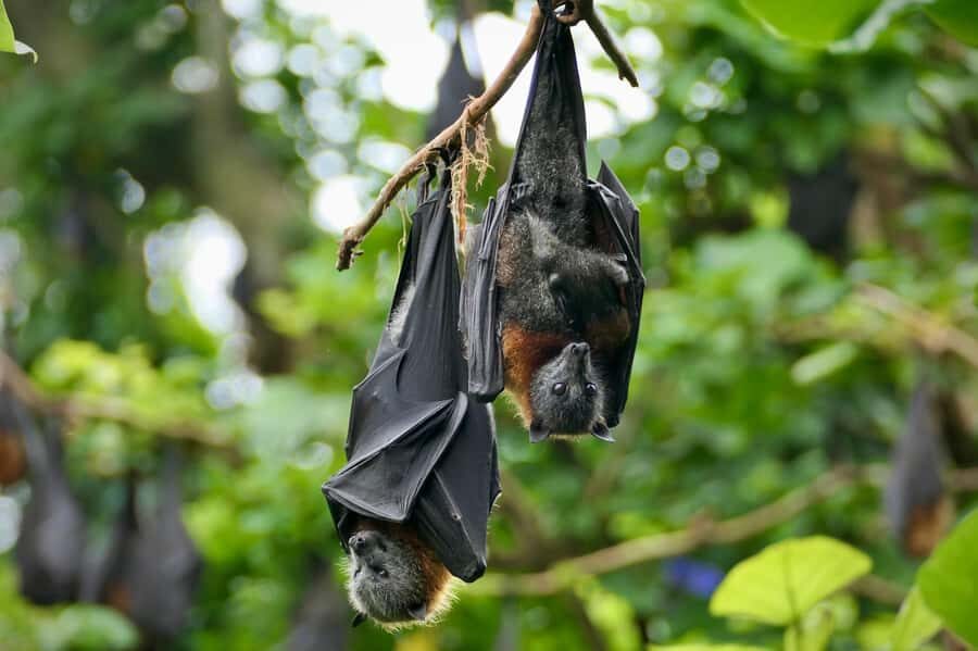 Sydney: Flying Fox Tour, Australia's Largest Bats - An In-Depth Look at the Flying Fox Tour