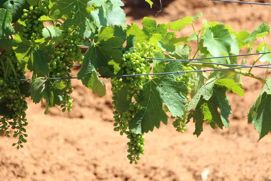 Sydney : Hunter Valley Private Wine, & Cheese Day Tour - A Deep Dive into the Hunter Valley Private Tour Experience