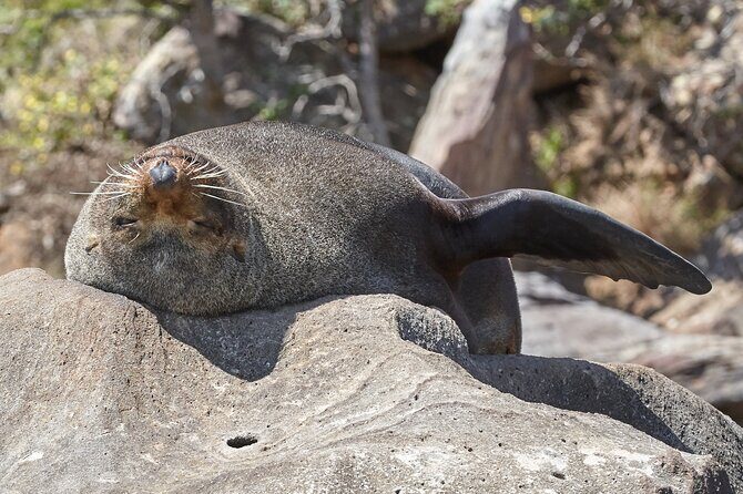 Sydney Kayak Seal Encounter Adventure with Gourmet Food - Practical Tips for Your Kayak Adventure