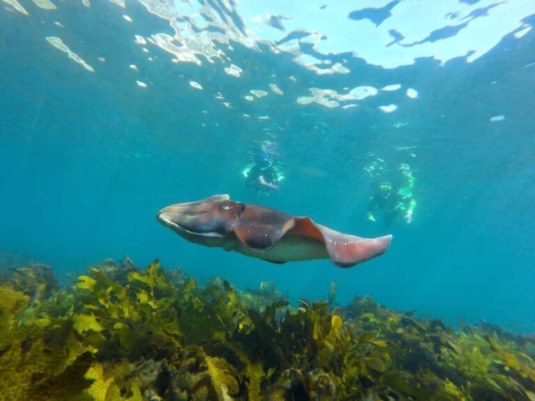Sydney: Manly and Shelly Beach Snorkeling Tour - What to Expect