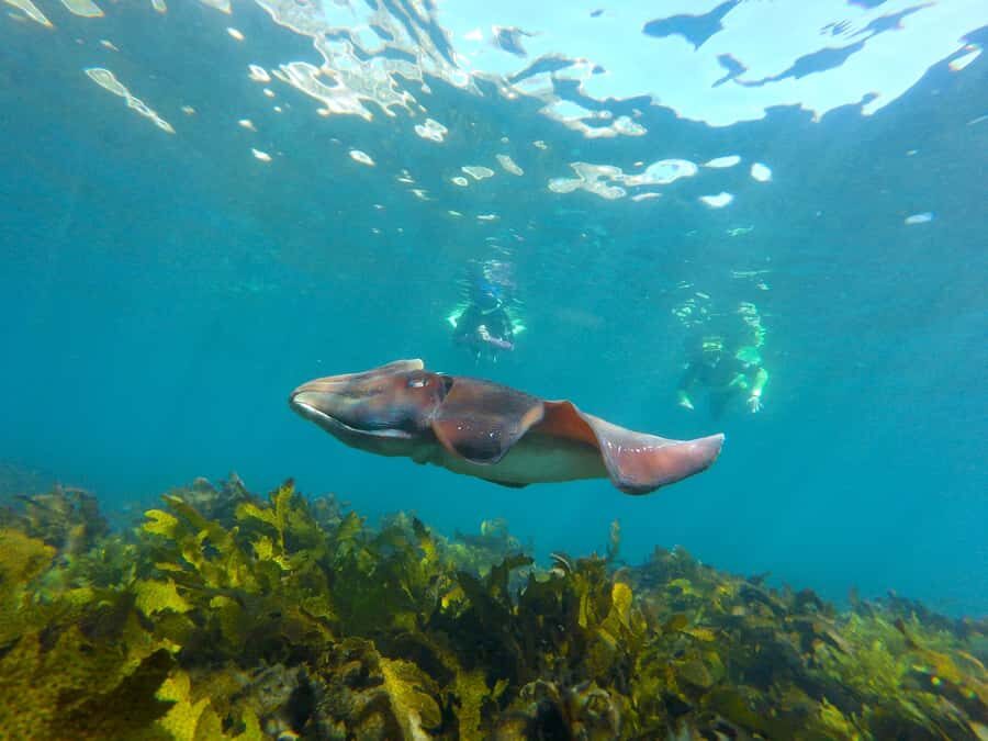 Sydney: Manly and Shelly Beach Snorkeling Tour - What to Expect