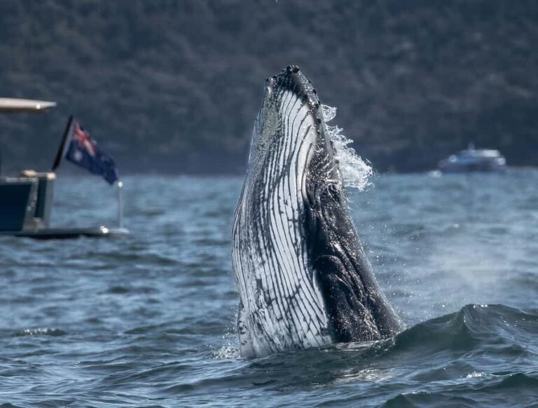 Sydney: Ocean Whale Watching Experience - Who should consider this tour?