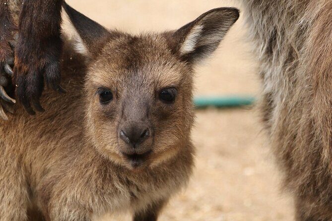 Sydney Opera House and Aussie Animals Private Tour - Final Thoughts