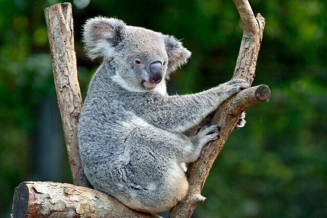 Sydney: Royal National Park Day Trip with Picnic and Swim - The Sum Up