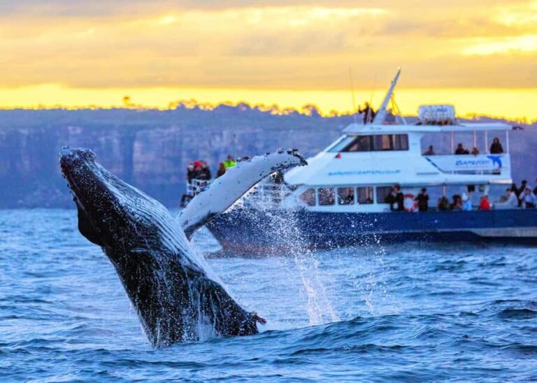 Sydney: Scenic Whale Watching Cruise - Whales Guaranteed - Comfort and Atmosphere