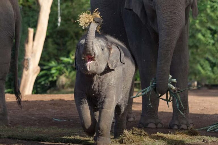 Sydney: Taronga Zoo Ticket with Return Ferry - Authentic Experiences and Insights from Travelers