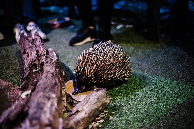 Sydney Taronga Zoo Wild Australia Experience - Transportation, Group Size, and Accessibility