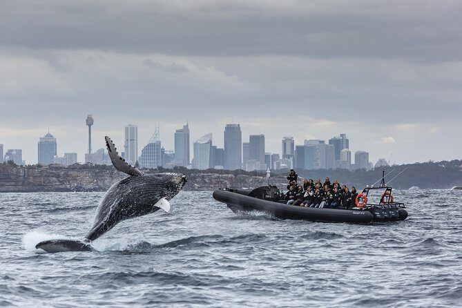 Sydney Whale-Watching by Speed Boat - Authentic Encounters and Real Reviews