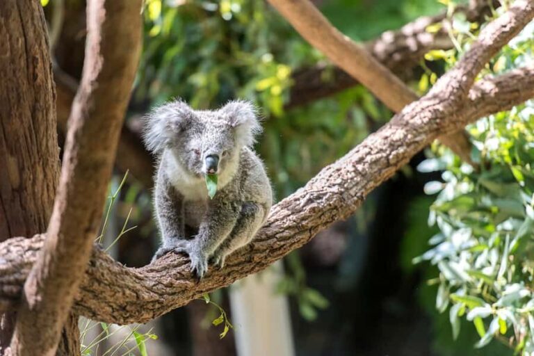 Sydney: Whale Watching Cruise and Taronga Zoo Package - An Authentic Look at the Sydney Whale Watching and Zoo Tour