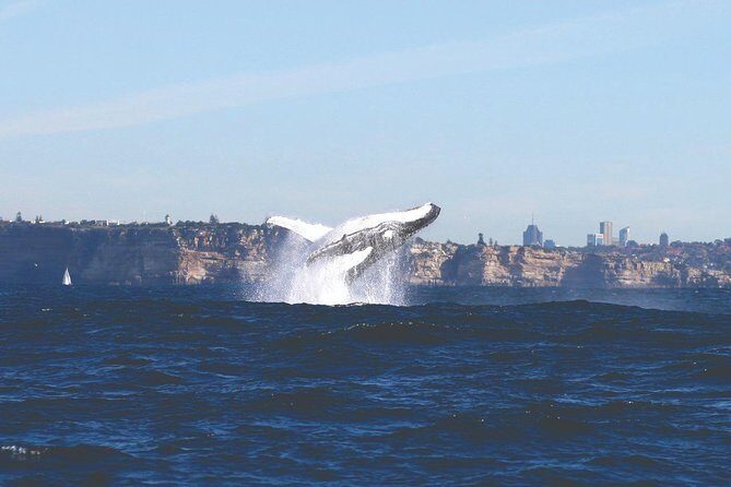 Sydney Whale Watching Cruise from Circular Quay - Authentic Insights from Travelers