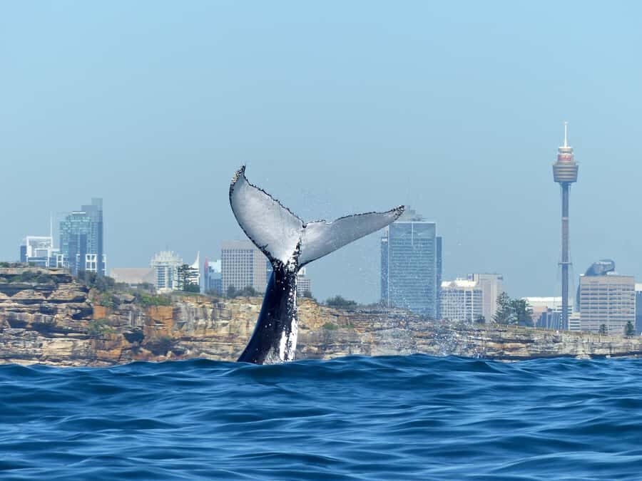 Sydney Whale Watching Cruise with Breakfast or Lunch - Who Should Consider This Tour?