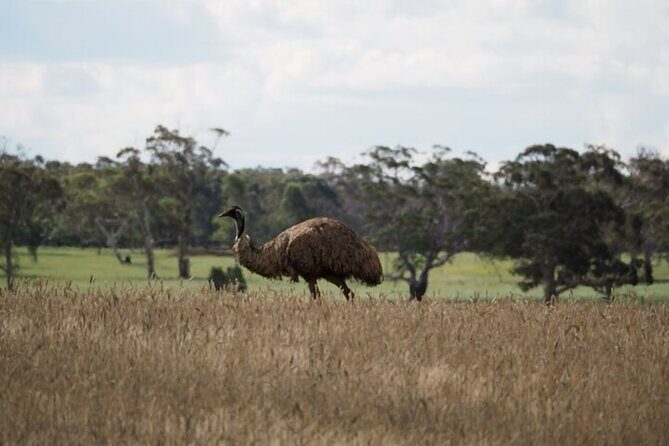 Sydney Wildlife Safari - What Youll Experience