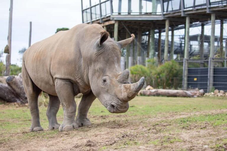 Sydney Zoo Admission Ticket - The Animal Collection
