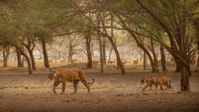 Tadoba wild life tour - Final Thoughts: Is This the Trip for You?